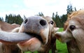 A curious cow sticks out her tongue