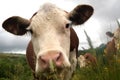 Curious cows Royalty Free Stock Photo