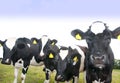 Curious cows Royalty Free Stock Photo