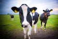 Curious cows Royalty Free Stock Photo