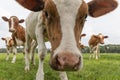 Curious cows in Dutch pasture Royalty Free Stock Photo