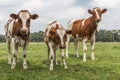 Curious cows in Dutch pasture Royalty Free Stock Photo