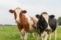 Curious cows in Dutch pasture Royalty Free Stock Photo