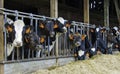 Curious cows eating hay Royalty Free Stock Photo