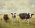 Curious cows Royalty Free Stock Photo