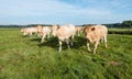 Curious cows in a row Royalty Free Stock Photo