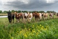 Curious cows in a row looking at the camera Royalty Free Stock Photo