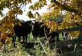 Curious cows under a tree