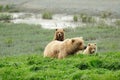 Curious Cub