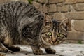 Curious and cuddly cat looking at the lens and walking in the middle of the street. Royalty Free Stock Photo