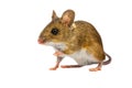 Curious Cut out Field Mouse Royalty Free Stock Photo