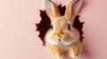 Curious Cute Bunny Peeking. Playful Rabbit In Pastel Pink Background For Spring Or Easter Design. Royalty Free Stock Photo