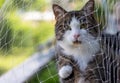 Curious cute cat with green eyes behind a safety net looking to the cam Royalty Free Stock Photo