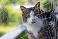 Curious cute cat with green eyes behind a safety net looking to the cam Royalty Free Stock Photo