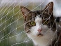 Curious cute cat with green eyes behind a safety net looking to Royalty Free Stock Photo