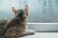 Curious cat looking to a window in rainy weather. Royalty Free Stock Photo