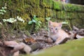 Curious Cute Cat