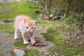 Curious Cute Cat