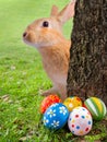Curious, cute and funny Easter Bunny or Easter Rabbit peeking out a tree. Decorated or ornate painted Easter Eggs hidden in the