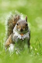 Curious cute grey squirrel eating nut on lawn Royalty Free Stock Photo