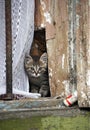 Curious cute kitten in the window of a house in Kvartal quarter -Irkutsk Sloboda, Russian Federation.