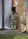 Curious cute kitten in the window of a house in 130 Kvartal quarter - Irkutsk Sloboda, Russian Federation.