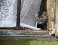 Curious cute kitten in the window of a house in 130 Kvartal quarter -Irkutsk Sloboda, Russian Federation.
