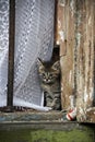 Curious cute kitten in the window of a house in 130 Kvartal quarter -Irkutsk Sloboda, Russian Federation.