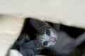 curious cute kitty cat sitting in paper box Royalty Free Stock Photo