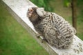 curious cute marmoset brazilian monkey . close up view
