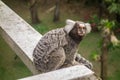 curious cute marmoset brazilian monkey . close up view