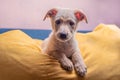 cute mongrel puppy with light brown fur sits on a large yellow bag