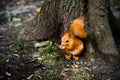 Curious cute Red Squirrel, Tamiasciurus hudsonicus sitting under the tree in the park Royalty Free Stock Photo