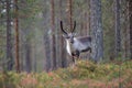 Curious and cute reindeer in the beautiful autumn forest in Lapland, Finland Royalty Free Stock Photo