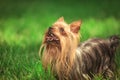 Curious cute yorkshire terrier puppy dog is looking up Royalty Free Stock Photo