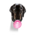 Dog chewing bubble gum Royalty Free Stock Photo