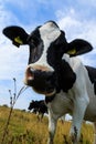 Curious dairy cow close-up in field