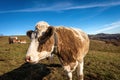 Curious Dairy Cow Looking at Camera - Lessinia Plateau Italy