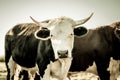 Curious dairy cow stand in the pasture looking to the camera Royalty Free Stock Photo