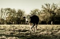 A curious dairy cow stand in the pasture looking to the camera Royalty Free Stock Photo