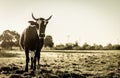 A curious dairy cow stand in the pasture looking to the camera Royalty Free Stock Photo