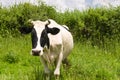 A curious dairy cow standing and grazing
