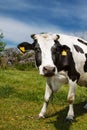 A curious dairy cow stands on a summer pasture Royalty Free Stock Photo