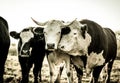 Curious dairy cows stand in the pasture looking to the camera Royalty Free Stock Photo