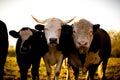 Curious dairy cows stand in the pasture looking to the camera