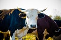 Curious dairy cows stand in the pasture looking to the camera Royalty Free Stock Photo