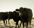 Curious dairy cows stand in the pasture looking to the camera Royalty Free Stock Photo