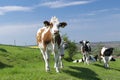 A curious dairy cows standing and graze in pasture Royalty Free Stock Photo