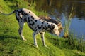 Curious Dalmation Explores the Waters Edge 1 Royalty Free Stock Photo