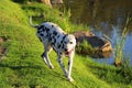 Curious Dalmation Explores the Waters Edge 2 Royalty Free Stock Photo